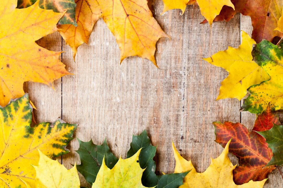 autumn senior workshop
